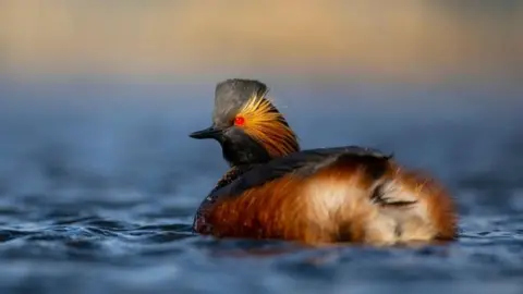 Black-necked grebes