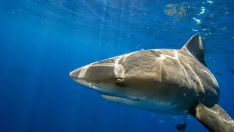 Getty Images A file image shows a bull shark