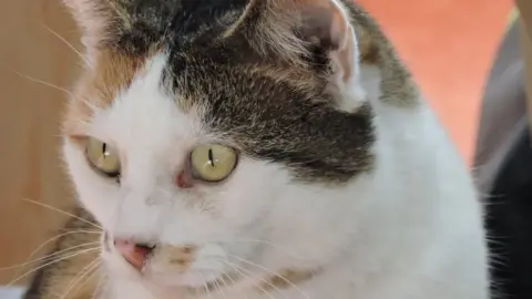 David Emmerson Missy