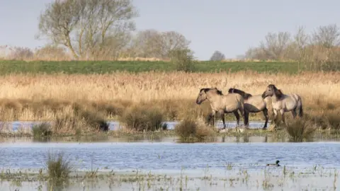 JUSTIN MINNS/NATIONAL TRUST Wicken Fen