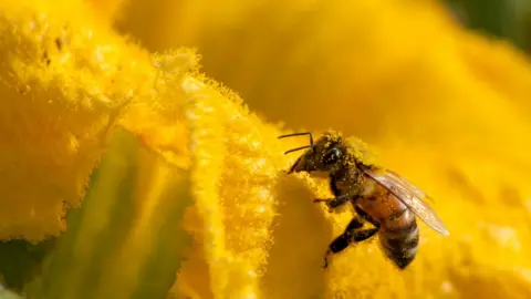 Getty Images bees