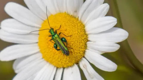 @glynpierson Beetle on flower