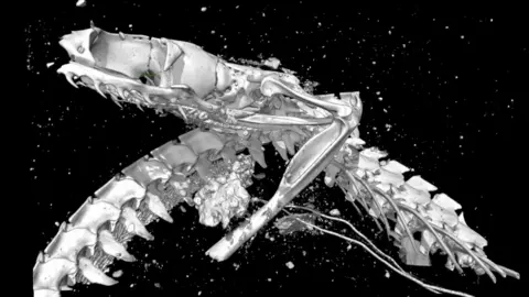 Swansea University  The open-mouthed skull of the Egyptian cobra, as revealed by X-ray microtomography