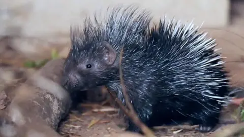 Porcupette at Whipsnade Zoo