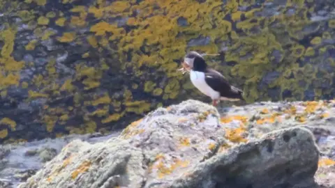 Rob Fisher, MWT Puffin carrying nesting material