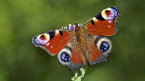 PA Media Peacock butterfly