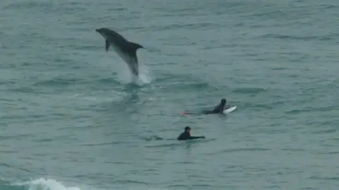 Dolphin near two surfers