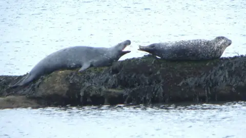 Ron Morris A grey seal and a harbour seal