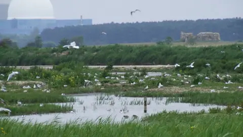 RSPB Minsmere