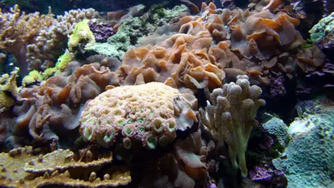 BBC Coral reef