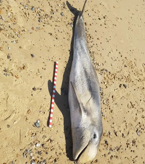 HM Coastguard Gorleston Risso dolphin