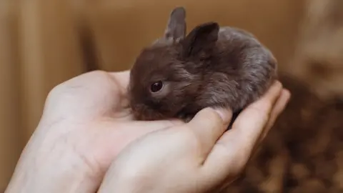 Getty Images Baby rabbit