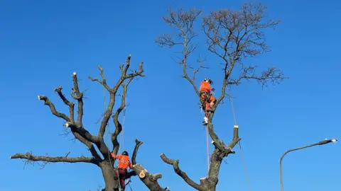 Zoie O'Brien/BBC An oak tree being felled in Rochford