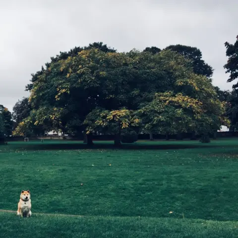 Gioia Olivastri Dog in Bury Knowle Park