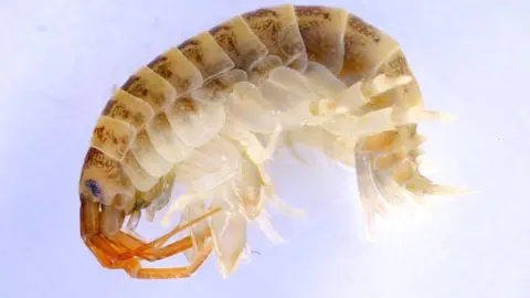 NNSS/Environment Agecy Killer shrimp