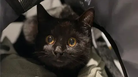 RSPCA Milton Keynes and North Buckinghamshire Stig the cat