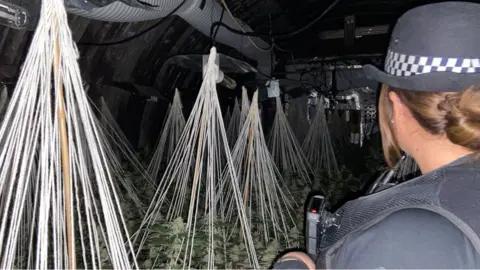 Essex Police A police officer inside the cannabis farm