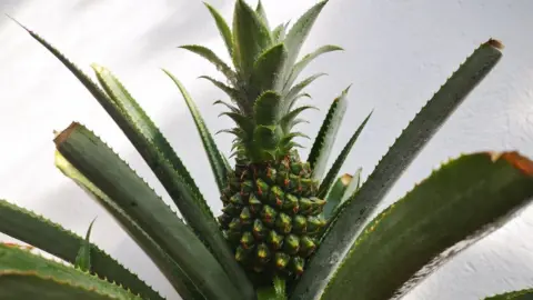 BBC This pineapple is believed to be the first grown in Wales for 100 years