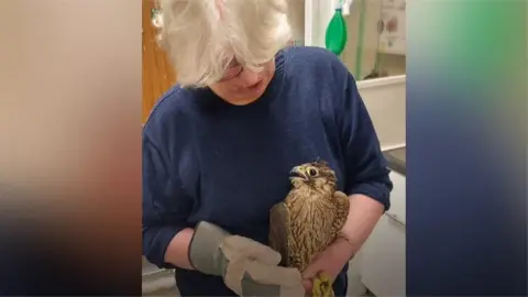 Bird being held by carer