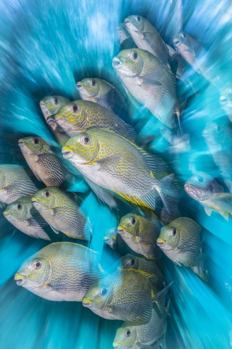 Underwater Photographer Of The Year - BBC News