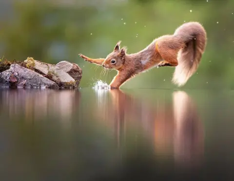 Ian Mason Squirrel falling into water