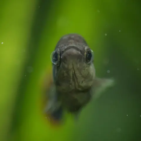 Chester Zoo Tequila fish