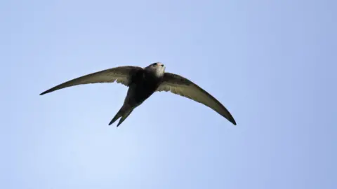 Getty Images Swift, Apus apus, single bird in flight, Oxfordshire, April 2012