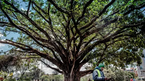 AFP A fig tree that has been saved from being cut down to make way for a high way in Nairobi, Kenya