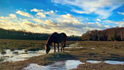 SATURDAY - New Forest