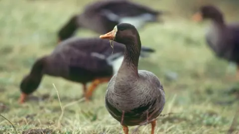RSPB The hunting of Greenland white-fronted geese has been banned in Wales