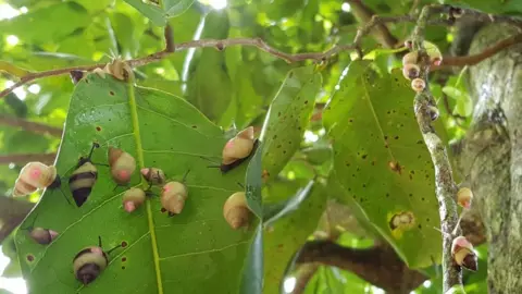 ZSL Partula tree snails released into the wild (c) ZSL