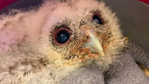 Cuan Wildlife Rescue One of the baby owls