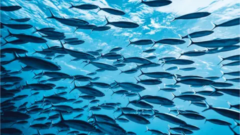 Getty Images Fish in the sea