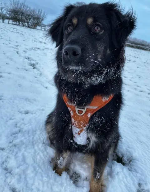 Keswick Boot Company A dog in the snow