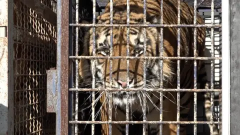 AFP PHOTO / TVN24  One of the tigers pictured in a cage