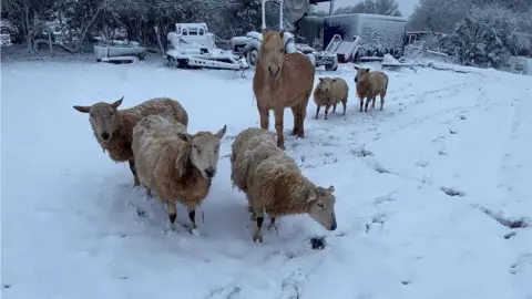 Jess Cundy Sheep in the snow in Brynna, near Pencoed