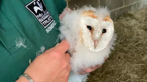 BBC Owlet