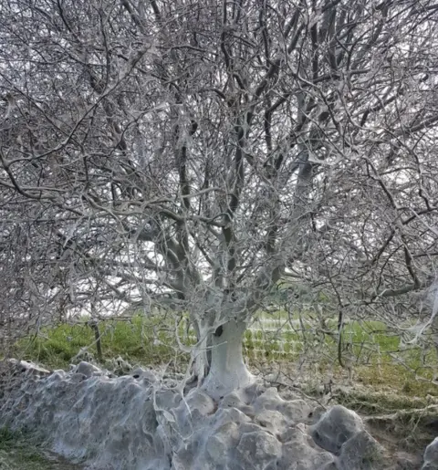 Rich Sutcliffe Caterpillar-infested tree