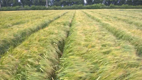 Ireland Department of Agriculture, Food Barley