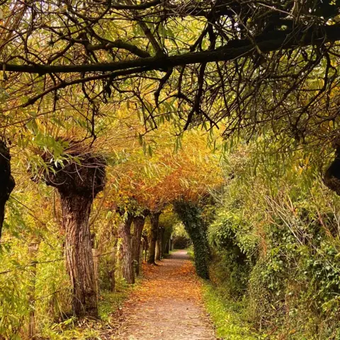 Sue Dando A tree-lined path in the Gloucestershire village of Slimbridge