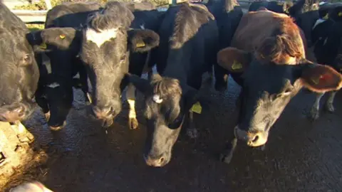 BBC Cattle on Mossman Farm