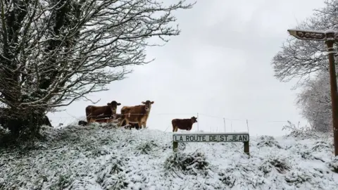 BBC Jersey cows in the snow