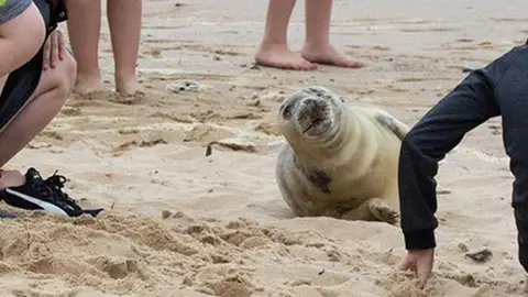 Friends of Horsey Seals People by a seal