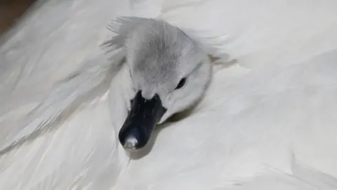 Rob Adamson Baby swan