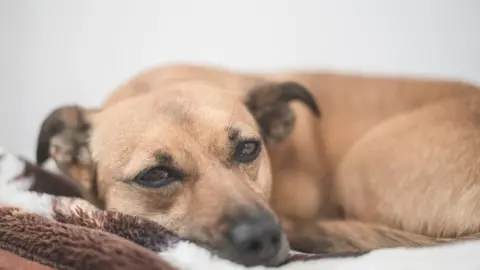 Getty Images Generic rescue dog pic