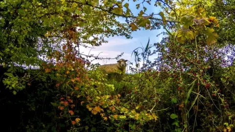 Lucy Bickerton The River Thames at Northmoor