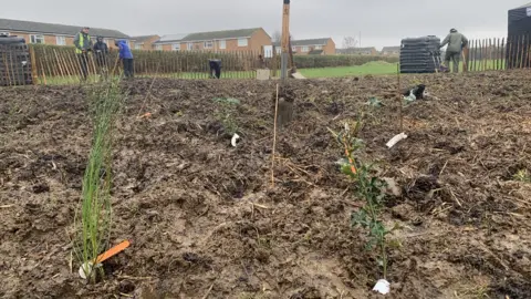 Sam Avery/BBC Tiny forest being planted in Flitwick