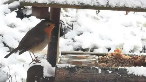 BBC Weather Watchers/Tea for Tracy A robin in a garden