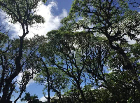 Nicole Aherron/ Galapagos Conservation Trust Scalesia trees on Santa Cruz Island