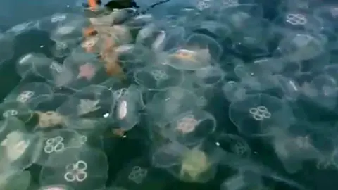 Andy Holland Jellyfish in sea off Norfolk coast